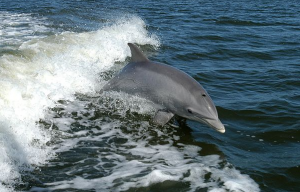 Dolphin Wikipedia Nov 7