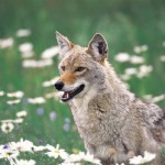 Science of Olfactory Response in Deer, Racoons and Coyotes - Saving our Edibles