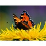 Plant a Butterfly Garden! And 4 Free Guides and Lesson Plans!