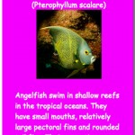 End of Summer Oceans Quiz